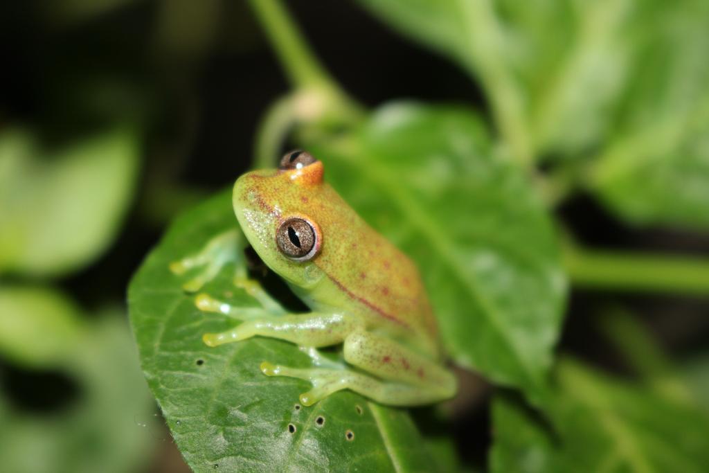K'Erenda Homet Reserva Natural Puerto Maldonado Exterior foto